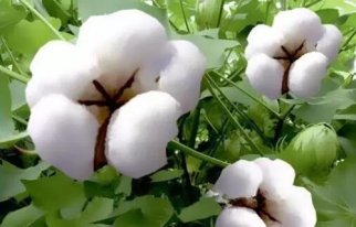 标准光源箱检定棉花轧花加工颜色