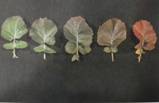 在标准光源箱中测量油菜叶片颜色