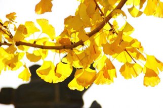 标准光源箱检定银杏叶颜色