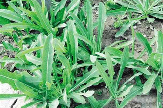 苦苣菜叶片颜色