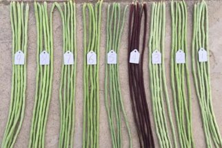 标准光源箱鉴别豇豆的颜色